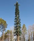 Camouflaged Communication Tower (Pine Tree Tower)