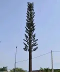Camouflaged Communication Tower (Pine Tree Tower)