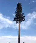 Camouflaged Communication Tower (Pine Tree Tower)